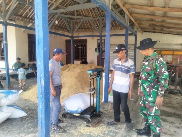 Kawal Ketahanan Pangan Nasional, Kodim 0604/Karawang Monitoring Hasil Panen Petani